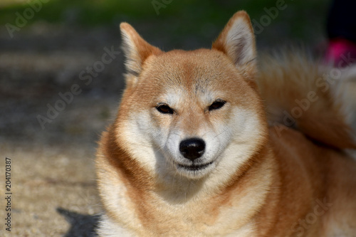柴犬・正面