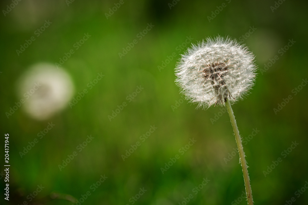 Close-up of white dandelion ball