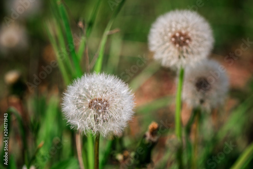 Close-up of white dandelion ball