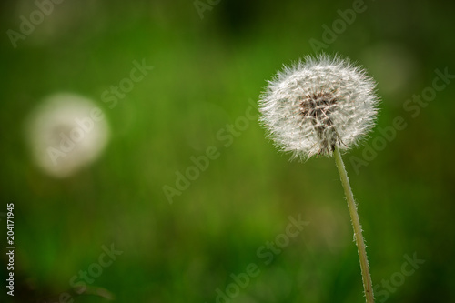 Fototapeta Naklejka Na Ścianę i Meble -  Close-up of white dandelion ball