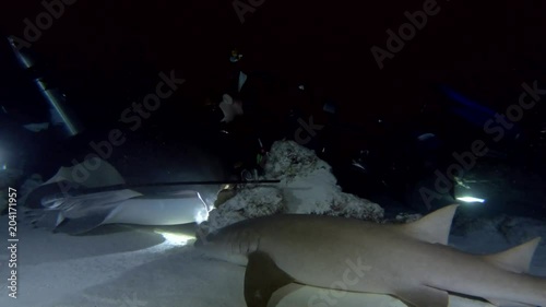 Scuba divers look at sharks and rays at night. Tawny nurse sharks (Nebrius ferrugineus) and Pink whipray (Himantura fai), Indian Ocean, Maldives
 photo