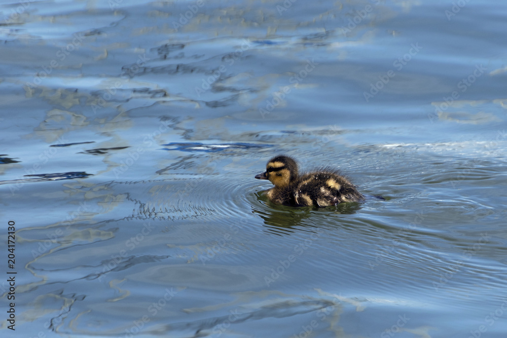Cute baby Mallard Duckling swimming alone in a lake Cute baby Mallard Duckling swimming alone in a lake