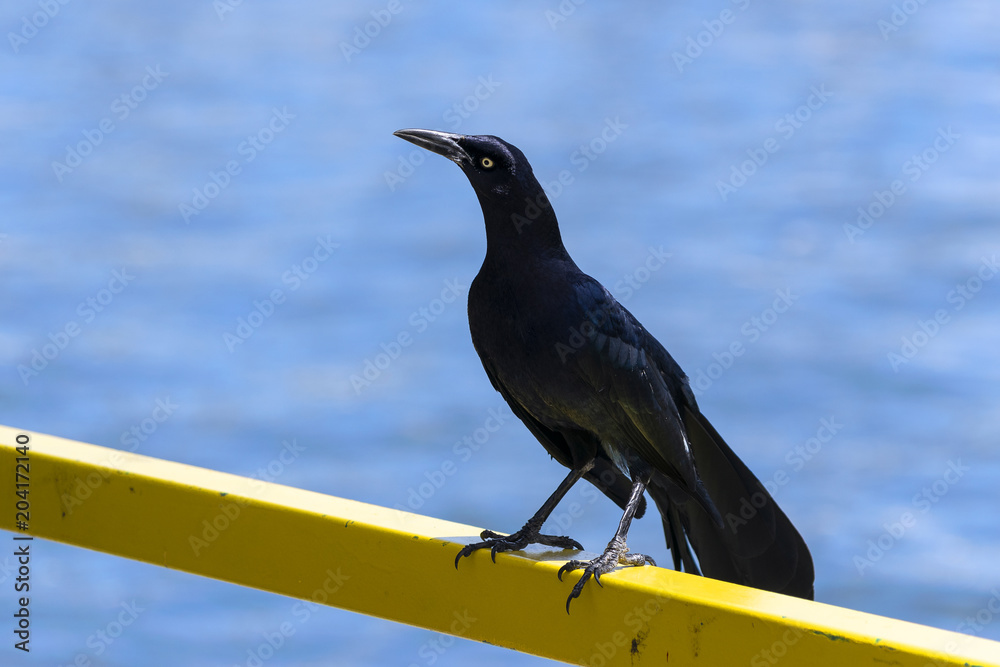 Obraz premium Blackbird standing tall on a yellow rail near lake