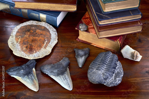 Trilobites and Megalodon Shark Teeth. photo