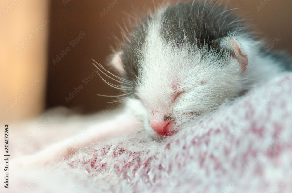 Cute baby cat sleeping on Synthetic fiber Cute baby cat sleeping on Synthetic fiber