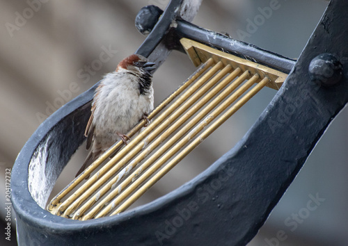 Finch roosting in harp