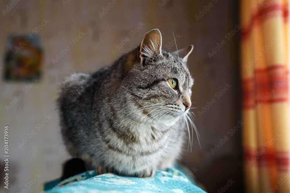 portrait of a gray village cat