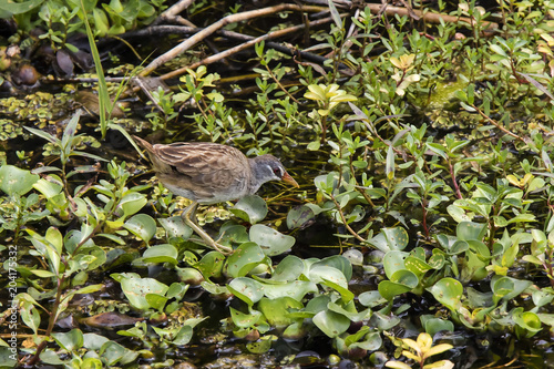 White-browed Crake (Porzana cinerea). Van Long Nature Reserve, Ninh Binh, Vietnam