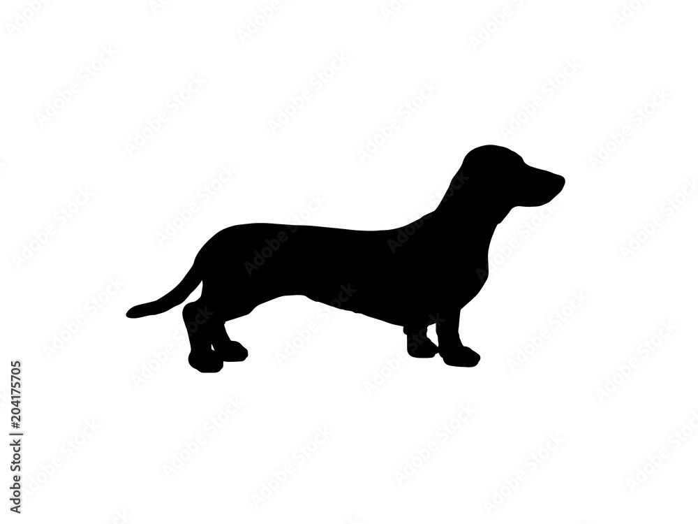 the silhouette of a Dachshund. raster illustration
