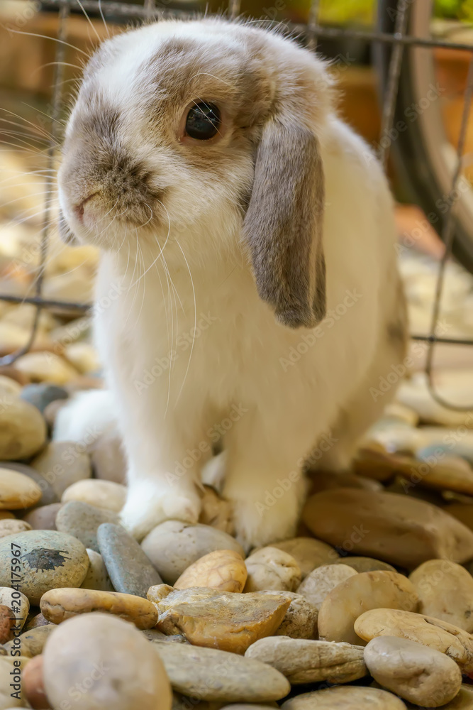 The rabbit are sitting in the rock gardens. The rabbit are sitting in the rock gardens.