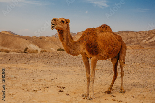 Camel in desert in Israel, Negev photo