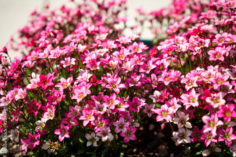 Fiori fucsia, sfondo Stock Photo | Adobe Stock