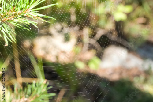 spider web on pine branches on forest background, green background