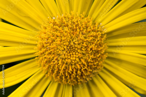 Gelbe Blume Makro
