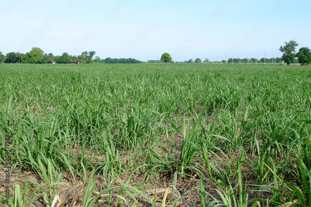 Sugarcane Sugarcane
