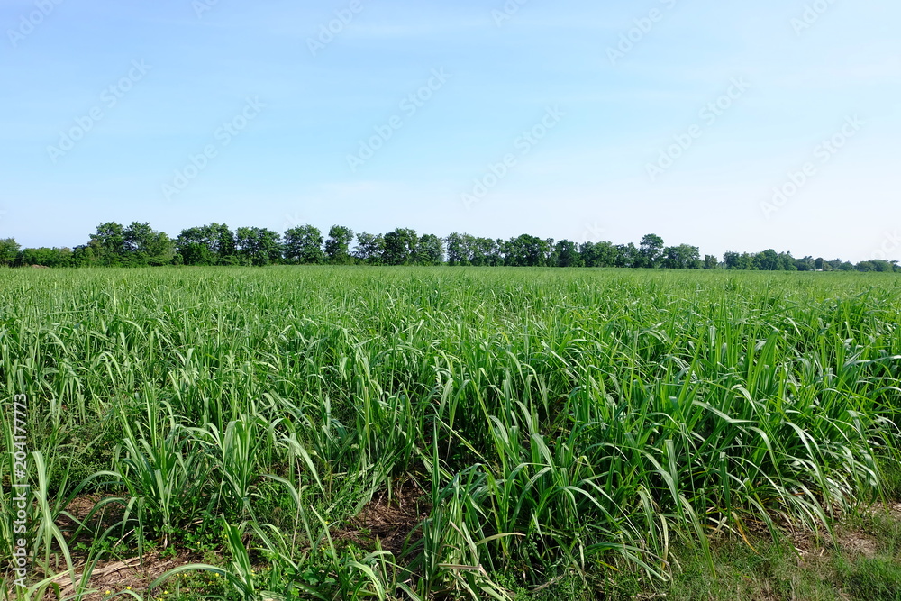 Sugarcane Sugarcane