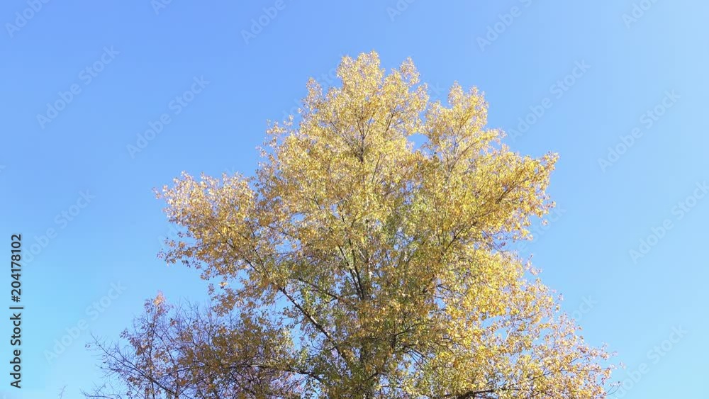 Golden Autumn Tree against a Clear Sky in Sunny Day. 4K Video Clip
