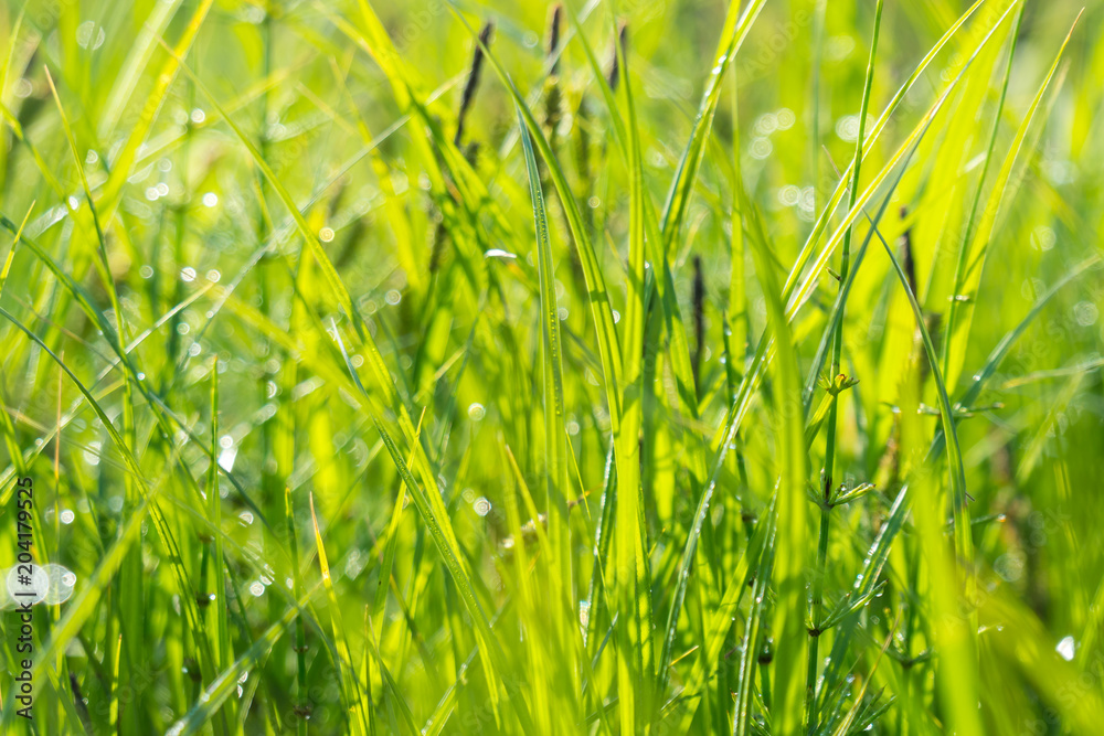 Green grass and morning dew, naturel background Green grass and morning dew, naturel background