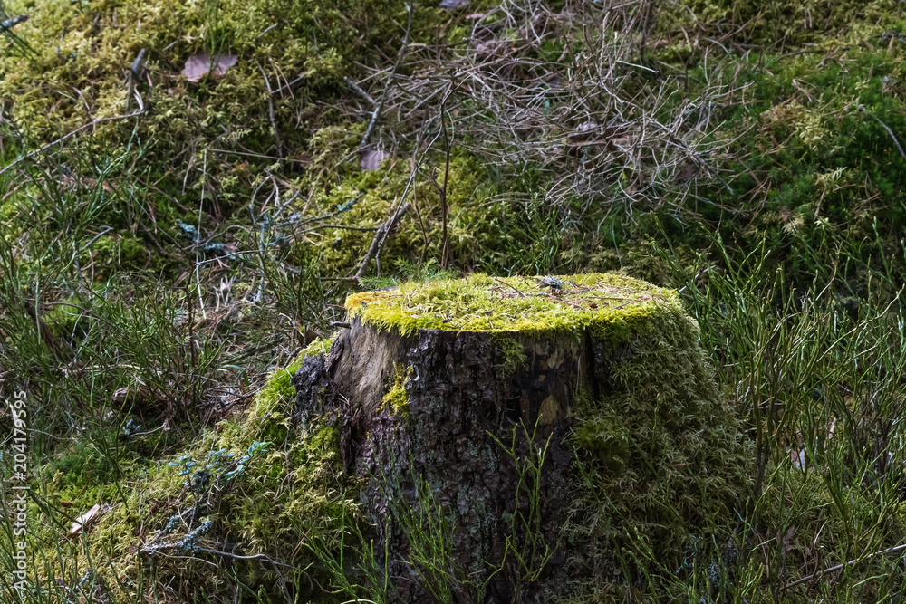 Fototapeta premium Old moss-grown tree stump