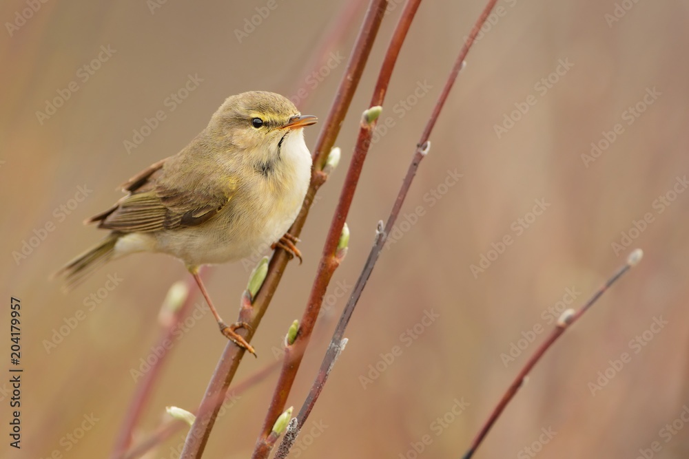 Obraz premium Willow Warbler (Phylloscopus trochilus)