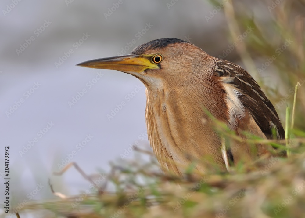 Little Bittern - Ixobrychus minutus Little Bittern - Ixobrychus minutus