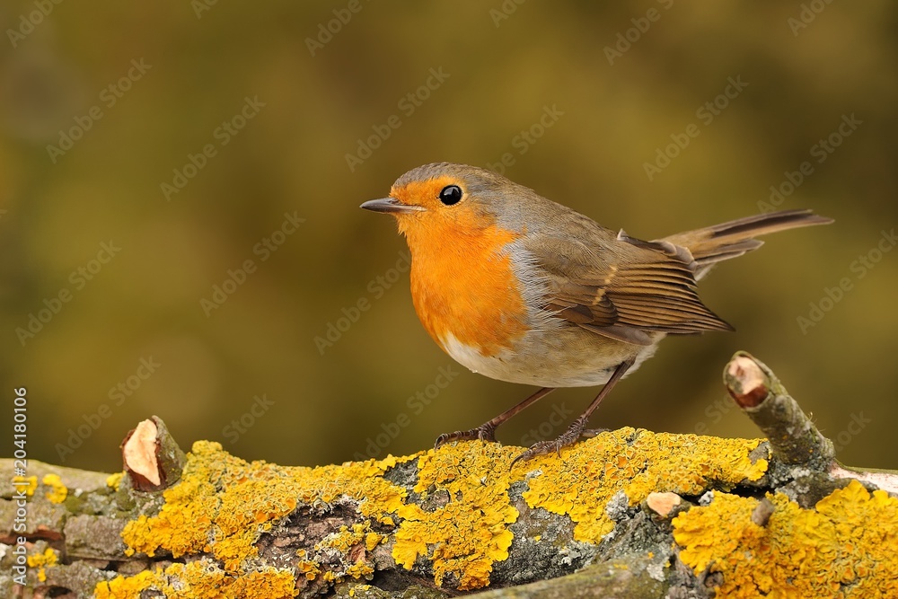European Robin - Erithacus rubecula sitting on the branch