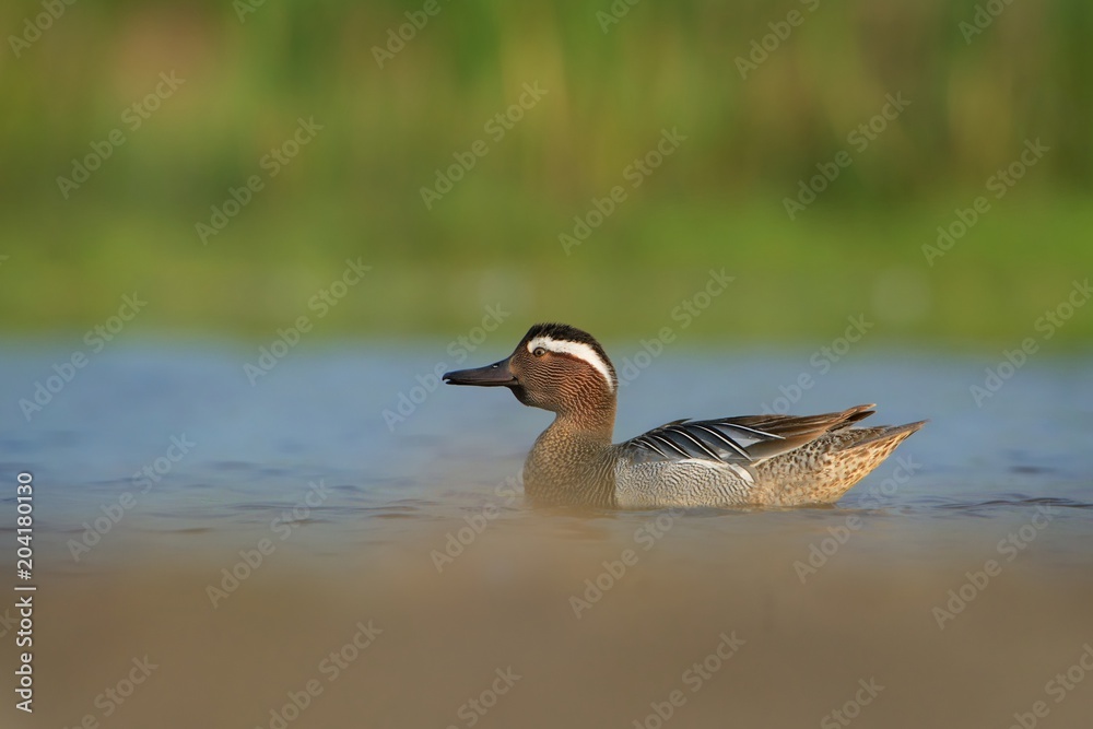 Fototapeta premium Garganey - Anas querquedula