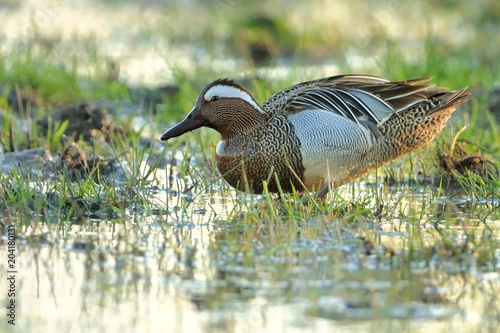 Garganey - Anas querquedula