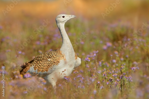 Great Bustard (otis tarda) sitting on the meadow with beautiful orange background in the morning photo