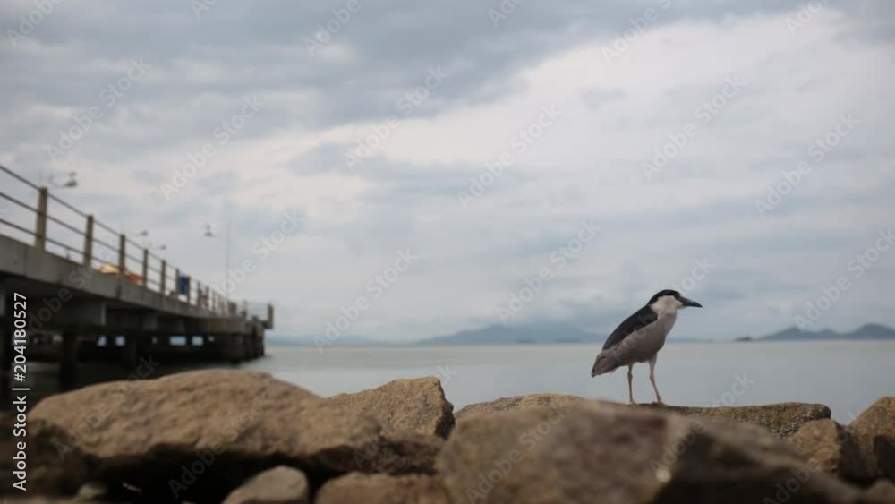 A seagull stands by rocks and fly when scared A seagull stands by rocks and fly when scared