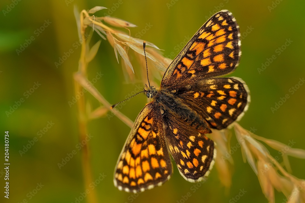 The heath fritillary (Melitaea athalia) The heath fritillary (Melitaea athalia)