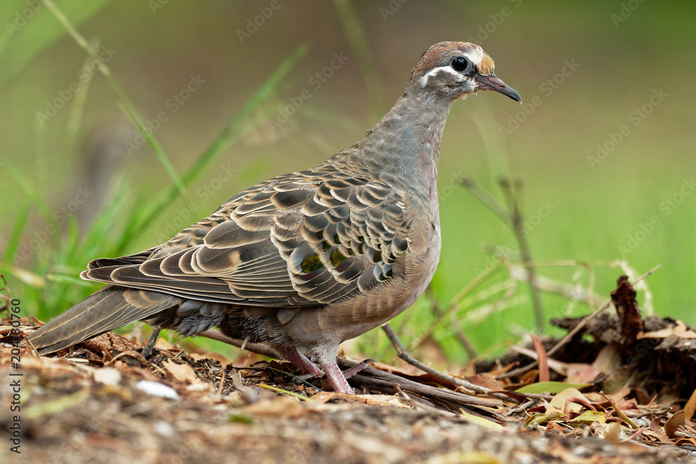 Phaps chalcoptera - Common Bronzewing on the grass Phaps chalcoptera - Common Bronzewing on the grass