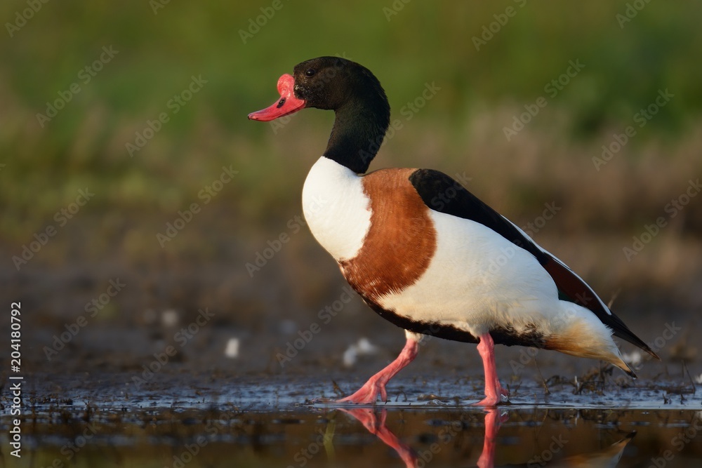 Common Shelduck (Tadorna tadorna) standing near the lake in the morning Common Shelduck (Tadorna tadorna) standing near the lake in the morning