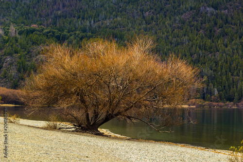 Viiew of the Golden Tree in  the beautiful park and lake in Lago Puelo - Argentina in the autumn