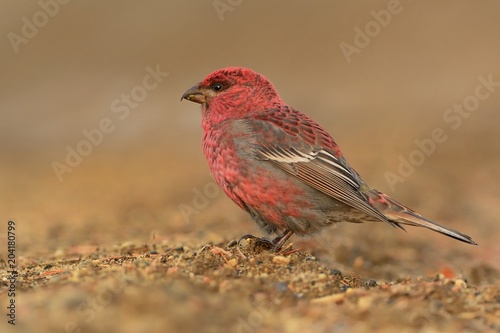 Pine Grosbeak - Pinicola enucleator