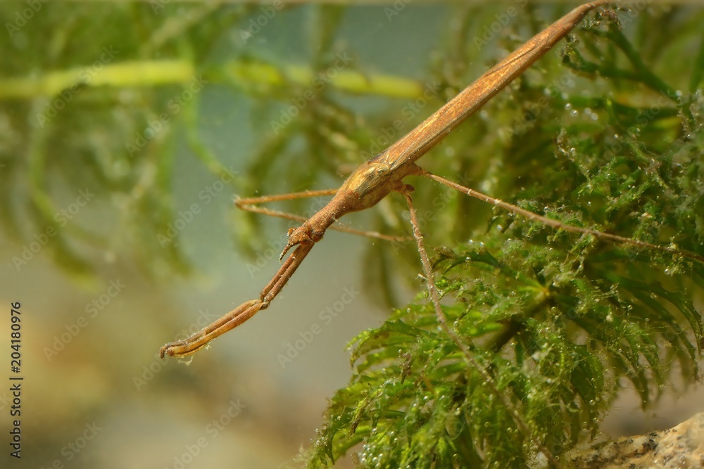 Water Stick Insect - Ranatra linearis Water Stick Insect - Ranatra linearis