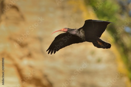 Bald Ibis - Waldrapp (Geronticus eremita) sitting on the rock in spain. In the background is yellow rock and blue sky. Black bird photo