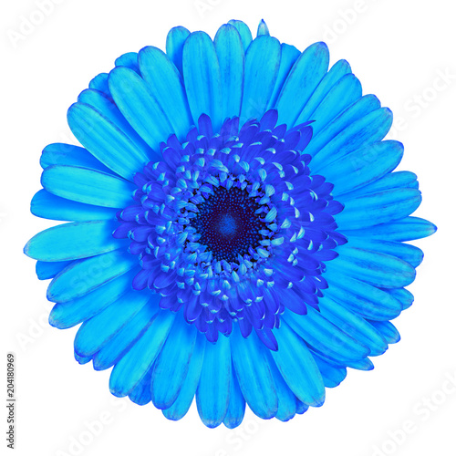 Flower blue Gerbera isolated on white background. Close-up. Element of design.