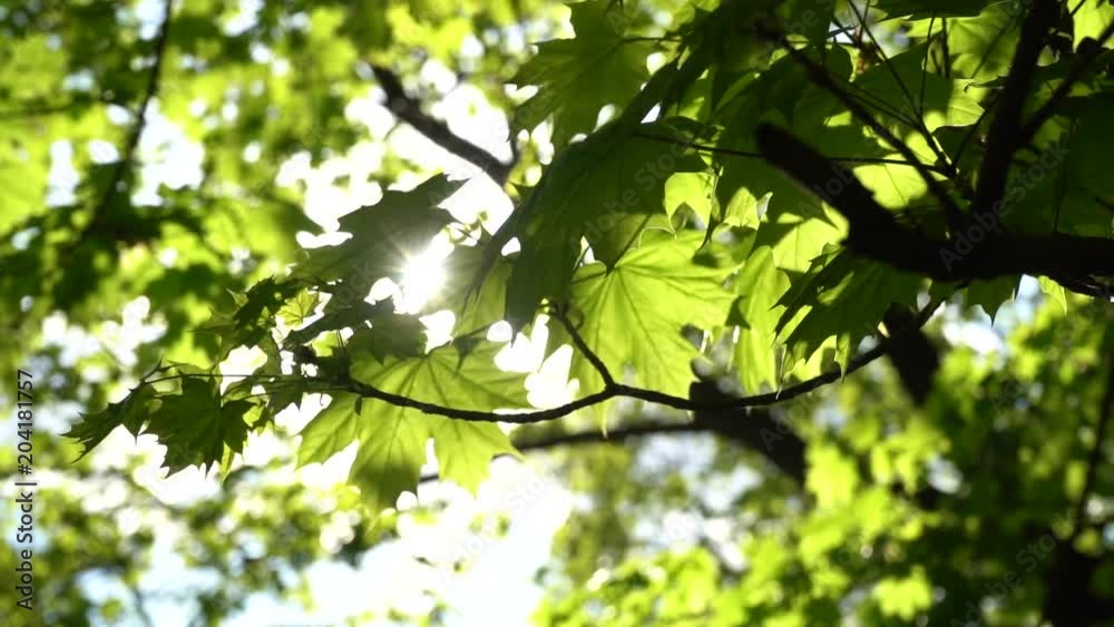 Crowns of trees with bright afternoon sun and rays. Crowns of trees with bright afternoon sun and rays.
