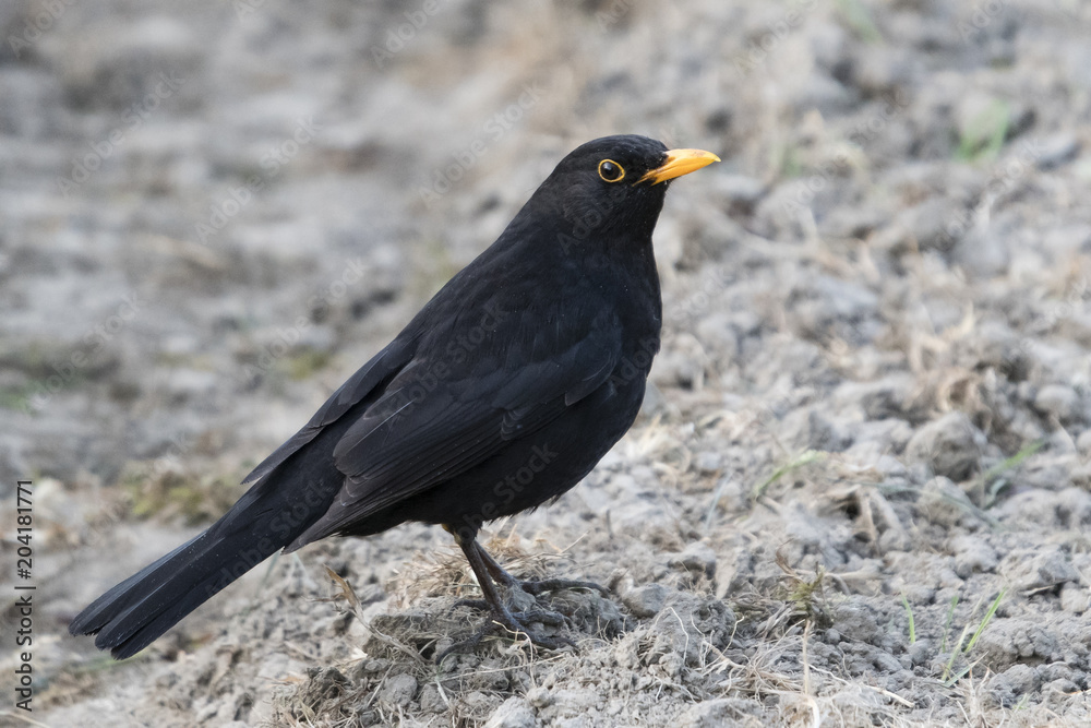 Blackbird on the earth. Blackbird on the earth.