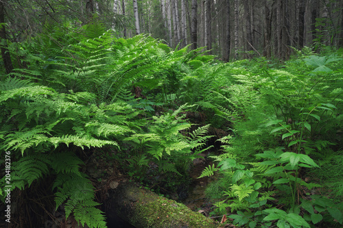 thick ferns on the banks of a forest stream