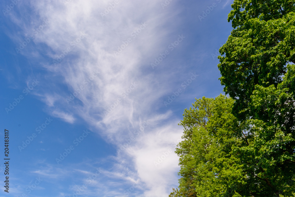 cloudy sky Park trees cloudy sky Park trees