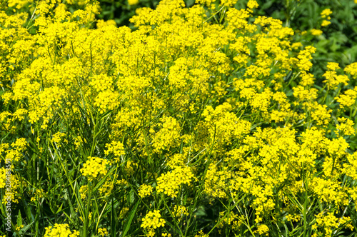 Yellow colza field