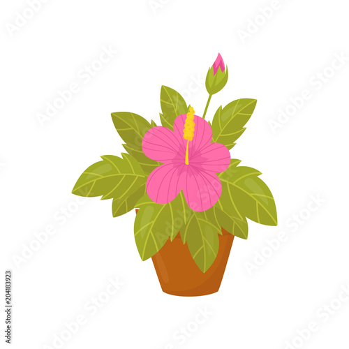 Houseplant with pink flowers and wide green leaves. Flat vector icon of beautiful blooming plant in brown pot. Home decor element