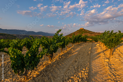 Vineyard with Davaillo castle as background  La Rioja  Spain