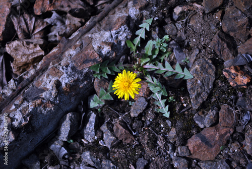 Crushed stones with growing dandelion flower, top view