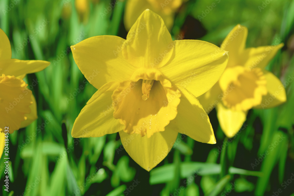Close-up spring garden yellow narcissus Close-up spring garden yellow narcissus