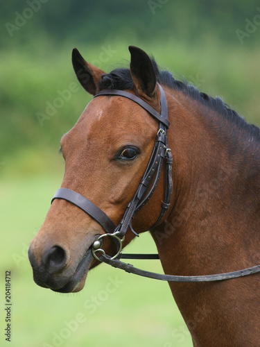 Horse Headshot in Bridle