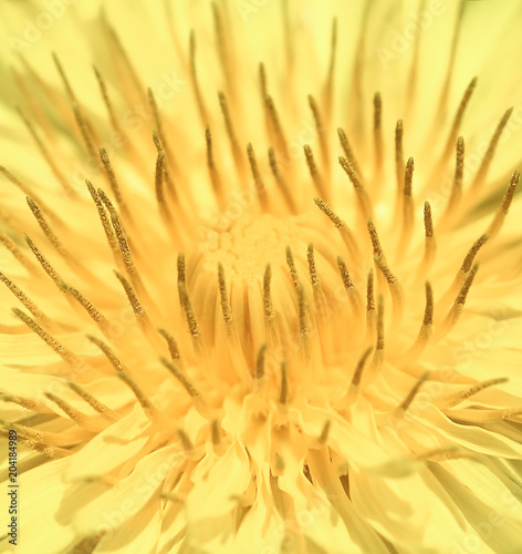 Dandelion flower close up. Yellow dandelion spring flower. Yellow flower texture. Mock up or template.