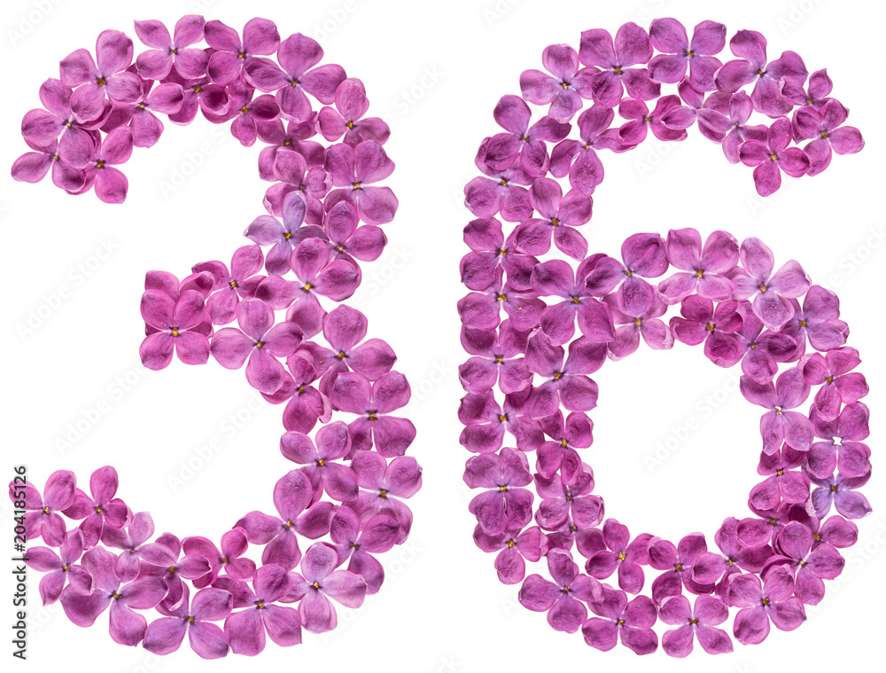 Arabic numeral 36, thirty six, from flowers of lilac, isolated on white background